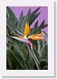 Xandari - 40 * Xandari landscaping * Xandari landscaping